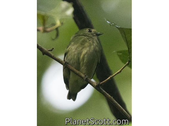 Red-capped Manakin (Ceratopipra mentalis) - Female