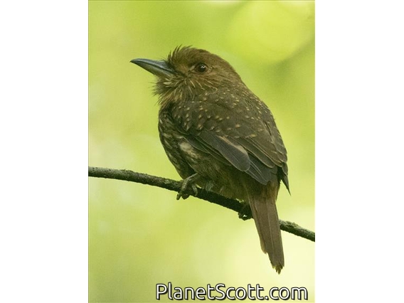 White-whiskered Puffbird (Malacoptila panamensis)