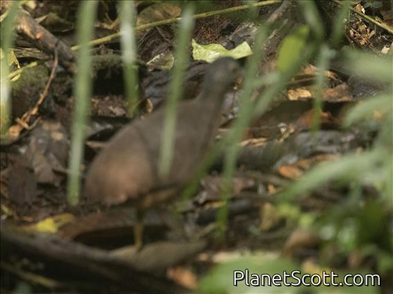 Little Tinamou (Crypturellus soui)