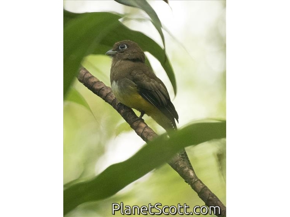 Northern Black-throated Trogon (Trogon tenellus) - Female