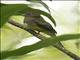 Northern Black-throated Trogon (Trogon tenellus) - Female