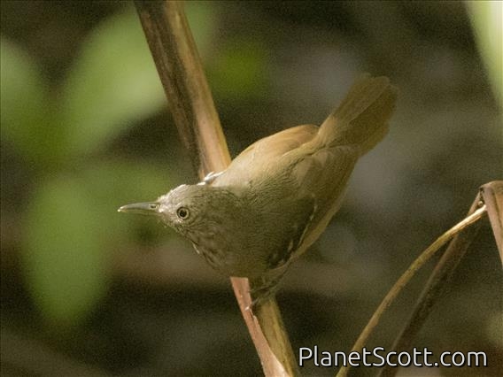 Checker-throated Antwren (Epinecrophylla fulviventris)