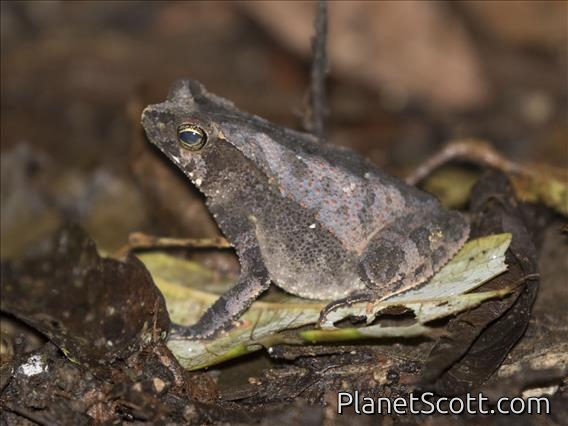 Forest Toad (Rhinella alata)