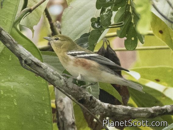 Bay-breasted Warbler (Setophaga castanea)