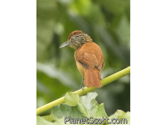 Barred Antshrike (Thamnophilus doliatus) - Female