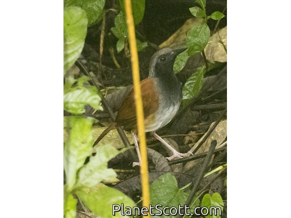 White-bellied Antbird (Myrmeciza longipes)