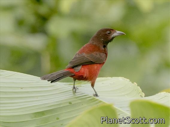 Crimson-backed Tanager (Ramphocelus dimidiatus)