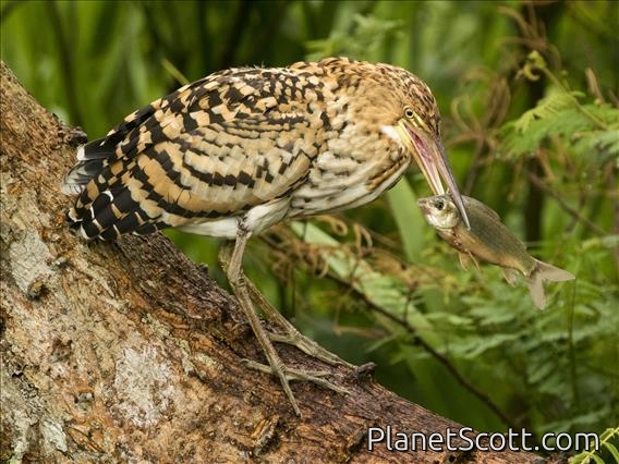 Rufescent Tiger-Heron (Tigrisoma lineatum)