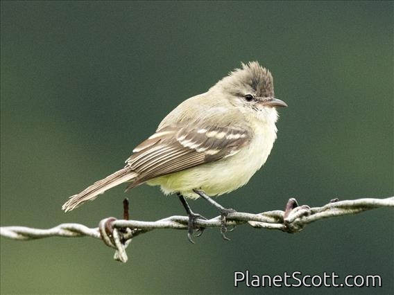 Southern Beardless-Tyrannulet (Camptostoma obsoletum)