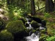 Mt. Ranier National Park