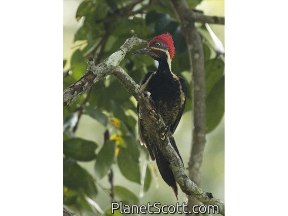Lineated Woodpecker (Dryocopus lineatus)