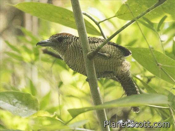 Fasciated Antshrike (Cymbilaimus lineatus) - Female