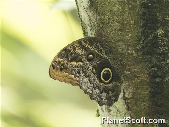 Owl Butterfly (Caligo ssp)