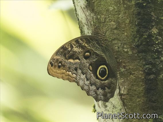 Owl Butterfly (Caligo ssp)