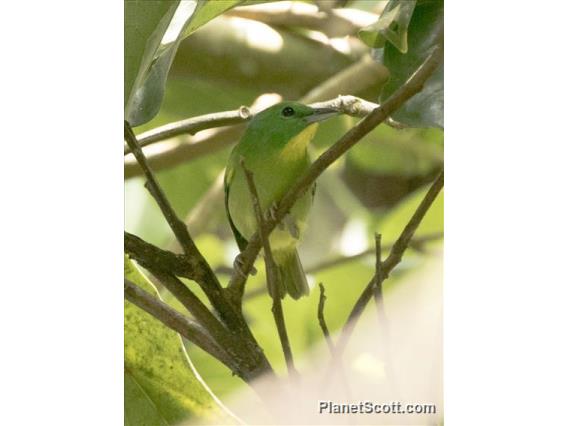 Green Shrike-Vireo (Vireolanius pulchellus)
