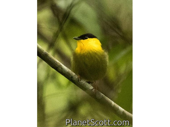Golden-collared Manakin (Manacus vitellinus)