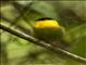 Golden-collared Manakin (Manacus vitellinus)