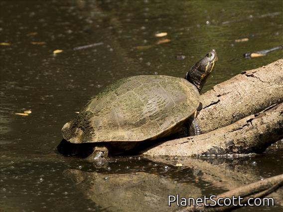 Mesoamerican Slider (Trachemys scryta)
