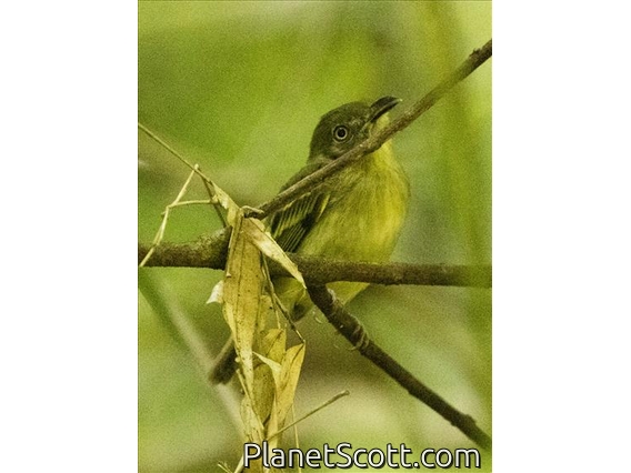 Southern Bentbill (Oncostoma olivaceum)