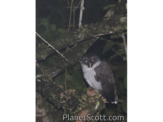 Black-and-white Owl (Ciccaba nigrolineata)