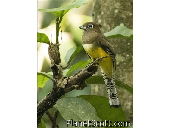 Northern Black-throated Trogon (Trogon tenellus) - Female