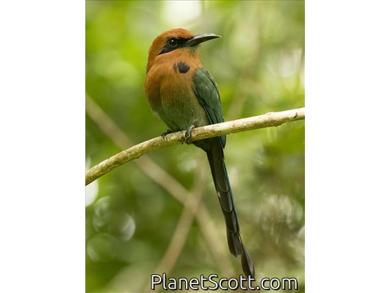 Broad-billed Motmot (Electron platyrhynchum)