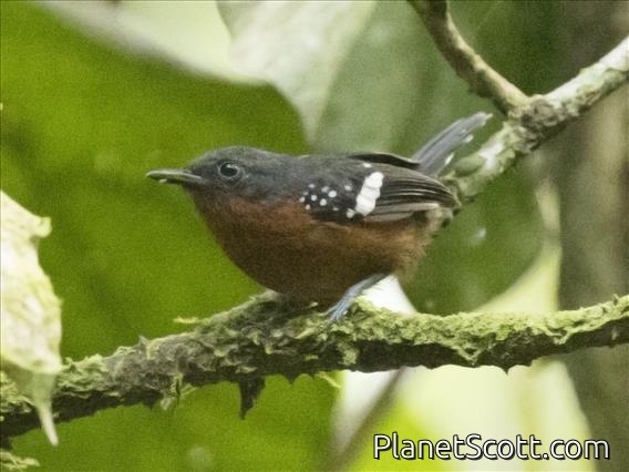 Dot-winged Antwren (Microrhopias quixensis) - Female