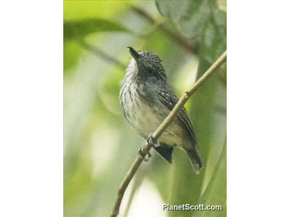 Spot-crowned Antvireo (Dysithamnus puncticeps)