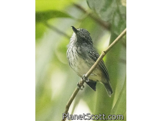 Spot-crowned Antvireo (Dysithamnus puncticeps)