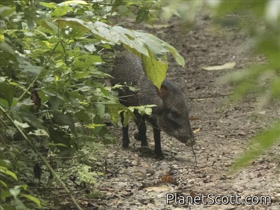 Collared Peccary (Pecari tajacu)