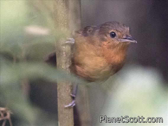 Dusky Antbird (Cercomacroides tyrannina) - Female