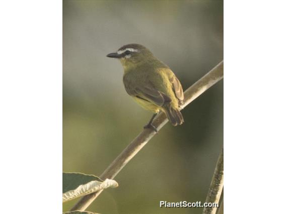 Brown-capped Tyrannulet (Ornithion brunneicapillus)
