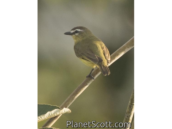 Brown-capped Tyrannulet (Ornithion brunneicapillus)