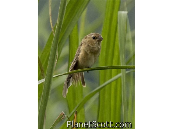 Ruddy-breasted Seedeater (Sporophila minuta)