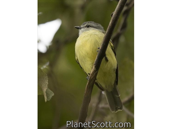 Yellow-crowned Tyrannulet (Tyrannulus elatus)