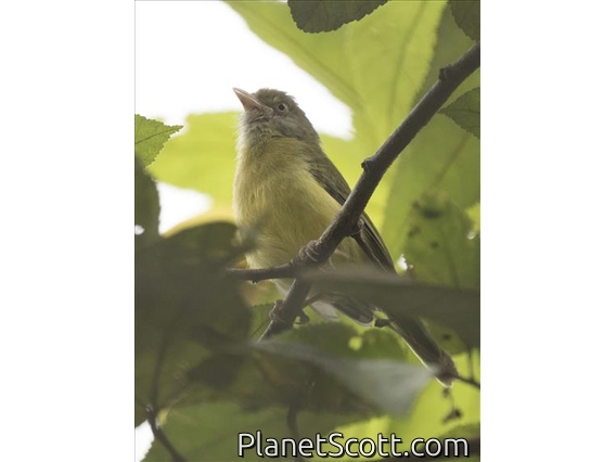 Scrub Greenlet (Hylophilus flavipes)