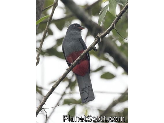 Slaty-tailed Trogon (Trogon massena)