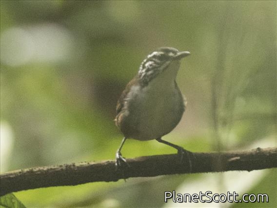 White-breasted Wood-Wren (Henicorhina leucosticta)
