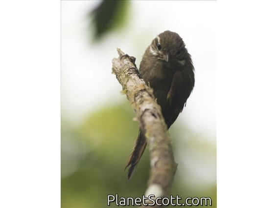 Northern Plain Xenops (Xenops mexicanus)