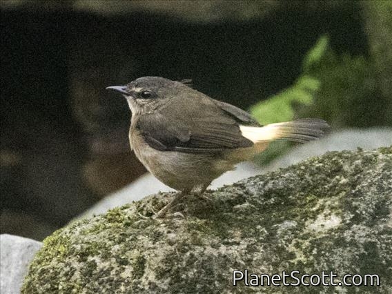 Buff-rumped Warbler (Myiothlypis fulvicauda)