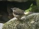 Buff-rumped Warbler (Myiothlypis fulvicauda)
