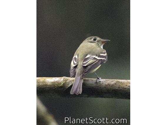Acadian Flycatcher (Empidonax virescens)