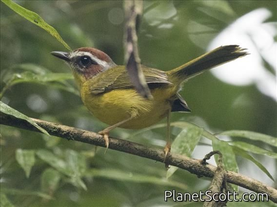 Chestnut-capped Warbler (Basileuterus delattrii)