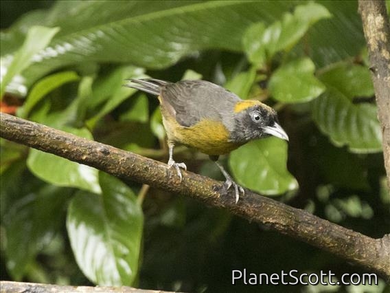 Dusky-faced Tanager (Mitrospingus cassinii)