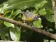 Dusky-faced Tanager (Mitrospingus cassinii)