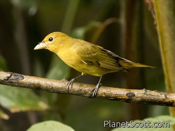Summer Tanager (Piranga rubra) - Female