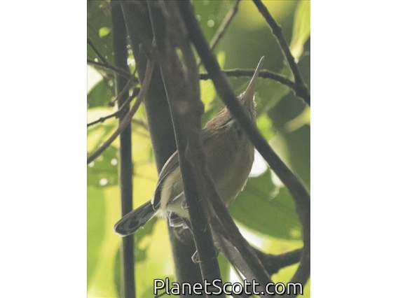 Long-billed Gnatwren (Ramphocaenus melanurus)