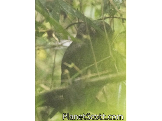 Mottled Owl (Ciccaba virgata)