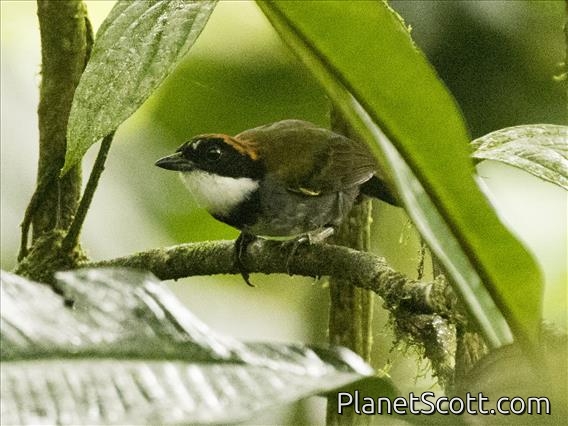 Chestnut-capped Brushfinch (Arremon brunneinucha)