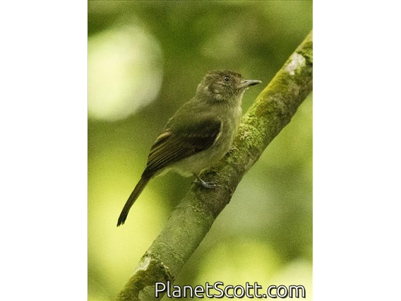 Sepia-capped Flycatcher (Leptopogon amaurocephalus)